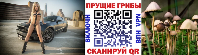 Галлюциногенные грибы Psilocybe  OMG ССЫЛКА  Сокол  купить закладку 