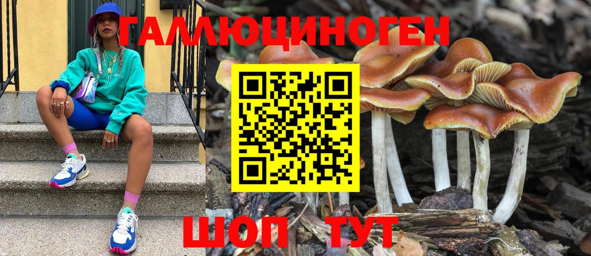 Сокол  Псилоцибиновые грибы Cubensis  Вход с VPN  Псилоцибиновые грибы GOLDEN TEACHER 