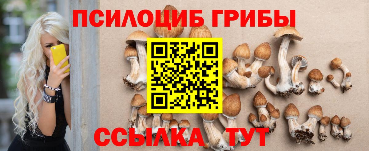 Галлюциногенные грибы Psilocybine cubensis Сокол
